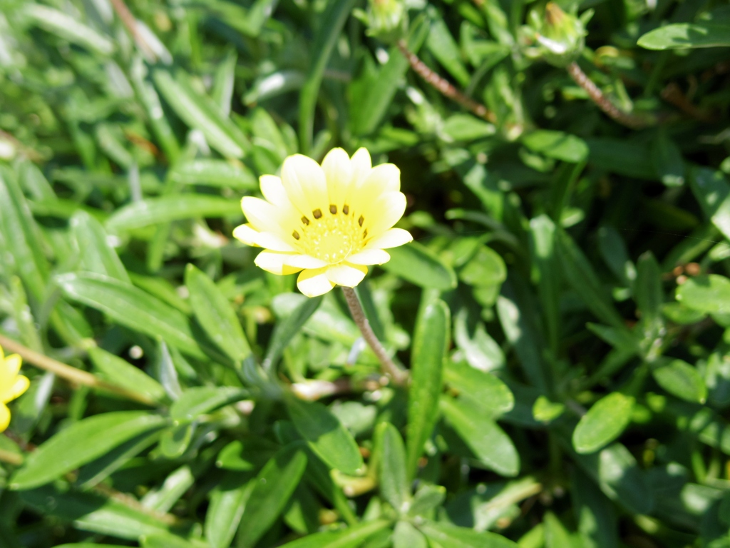 散歩　野に咲く花　270527-2