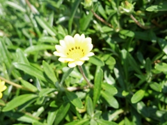 散歩　野に咲く花　270527-2