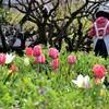 畑の花　チューリップ1