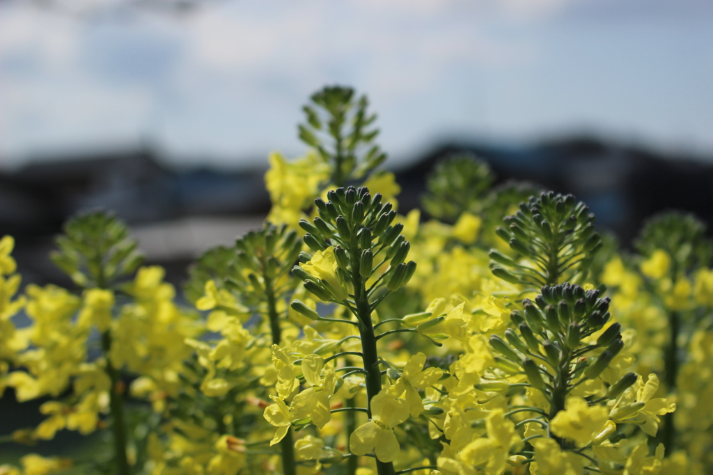 畑の花　ブロッコリー