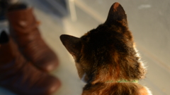 キャンパスwith猫