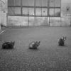 三匹のねこ