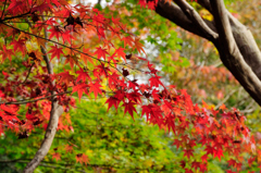 紅緑