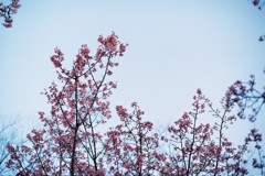 早春