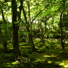 祇王寺 新緑 1