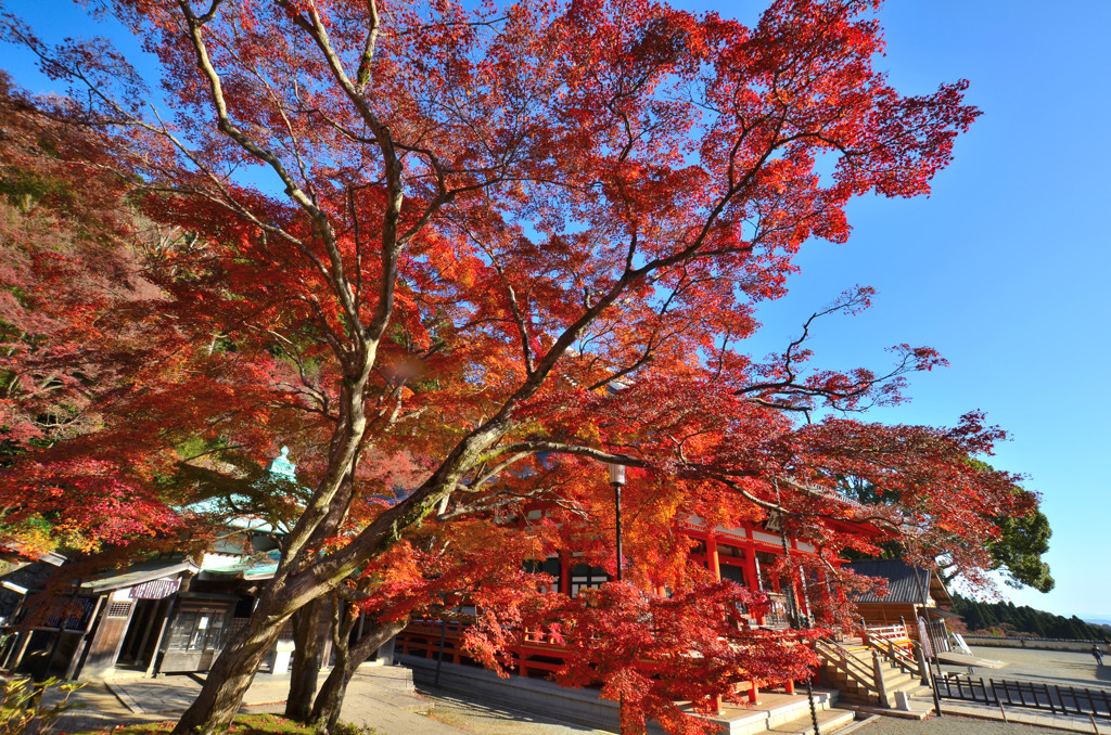 2016 勝尾寺　1