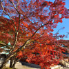 2016 勝尾寺　1