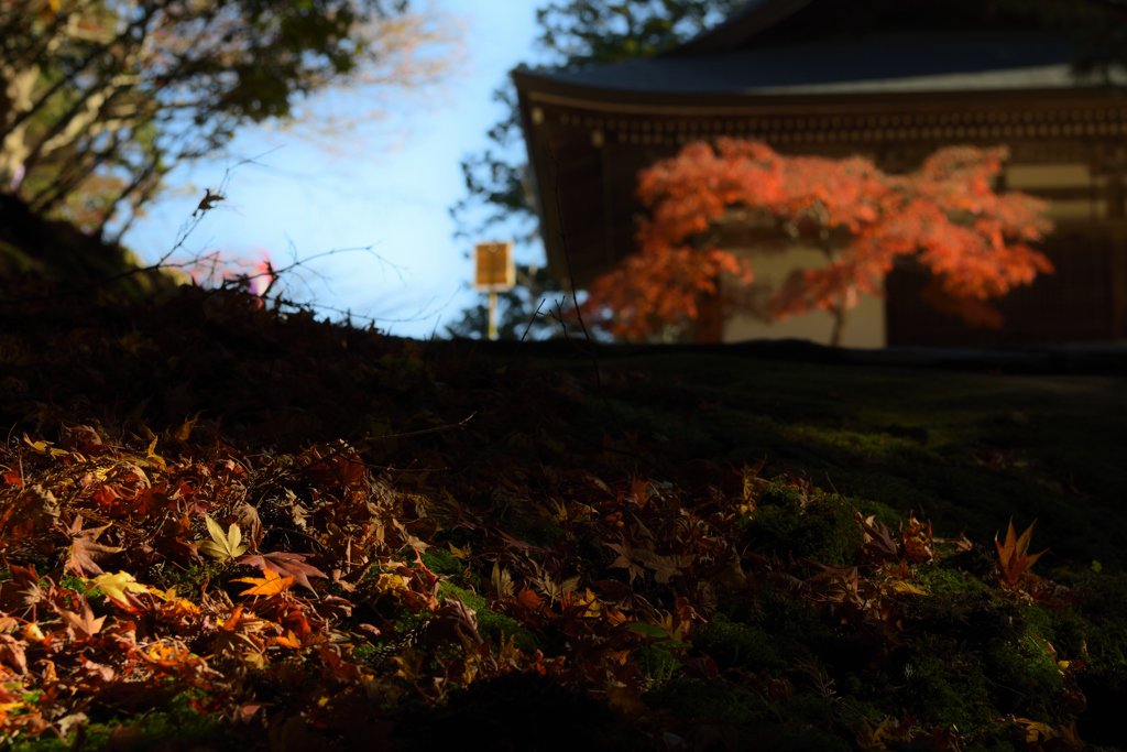 神護寺　 紅葉