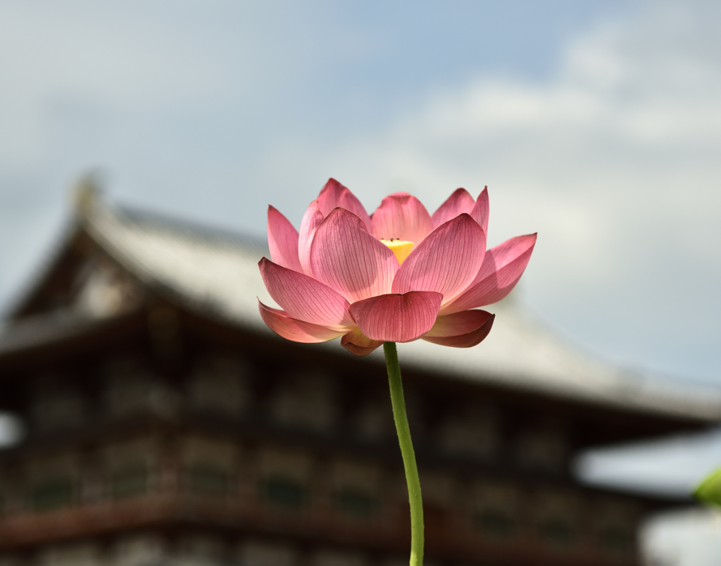 薬師寺　蓮　2