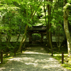 地蔵院　新緑　2