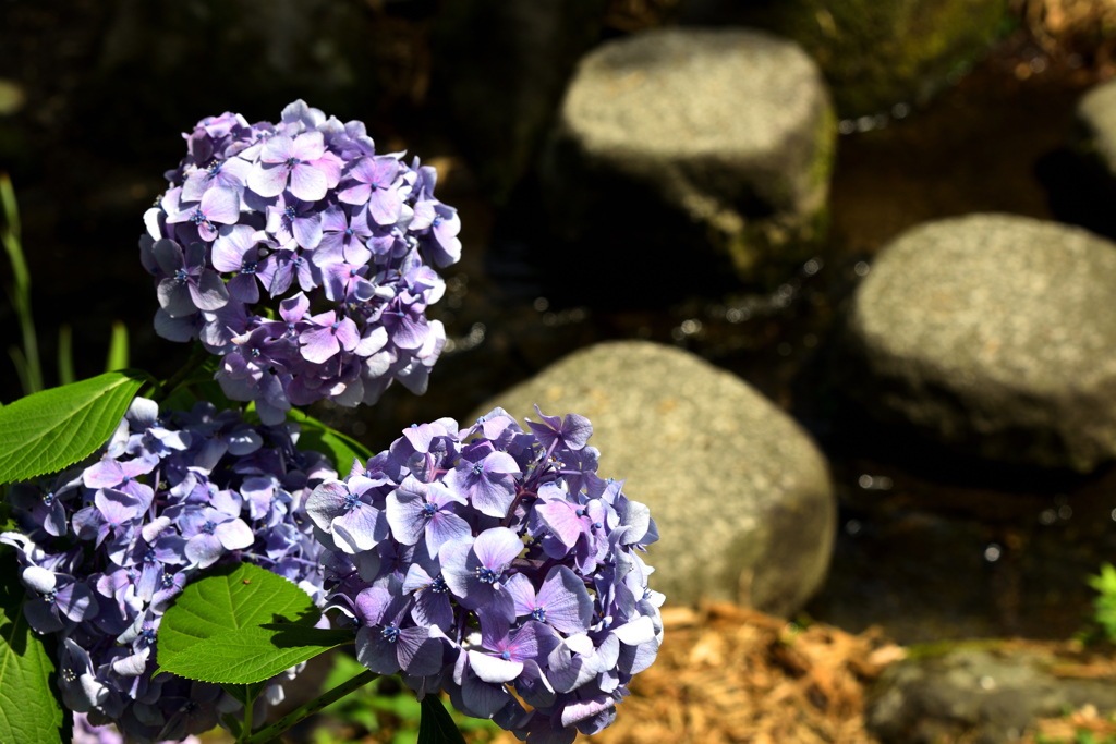 万博記念公園　あじさいの森　1