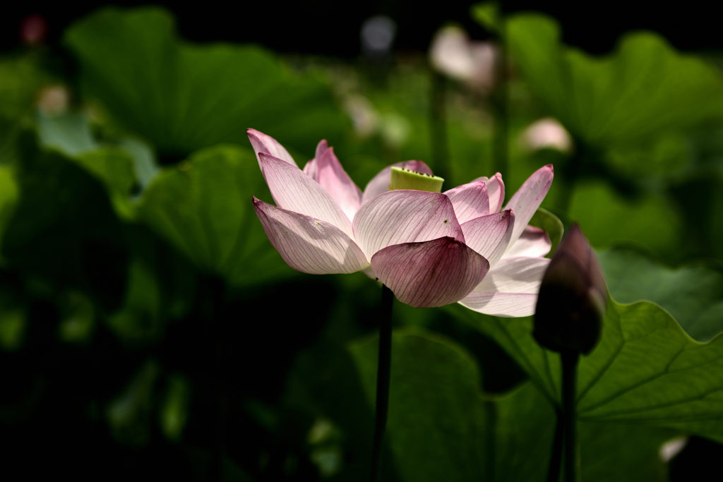 万博記念公園　はす池　3