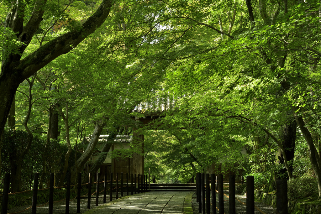 光明寺　薬医門