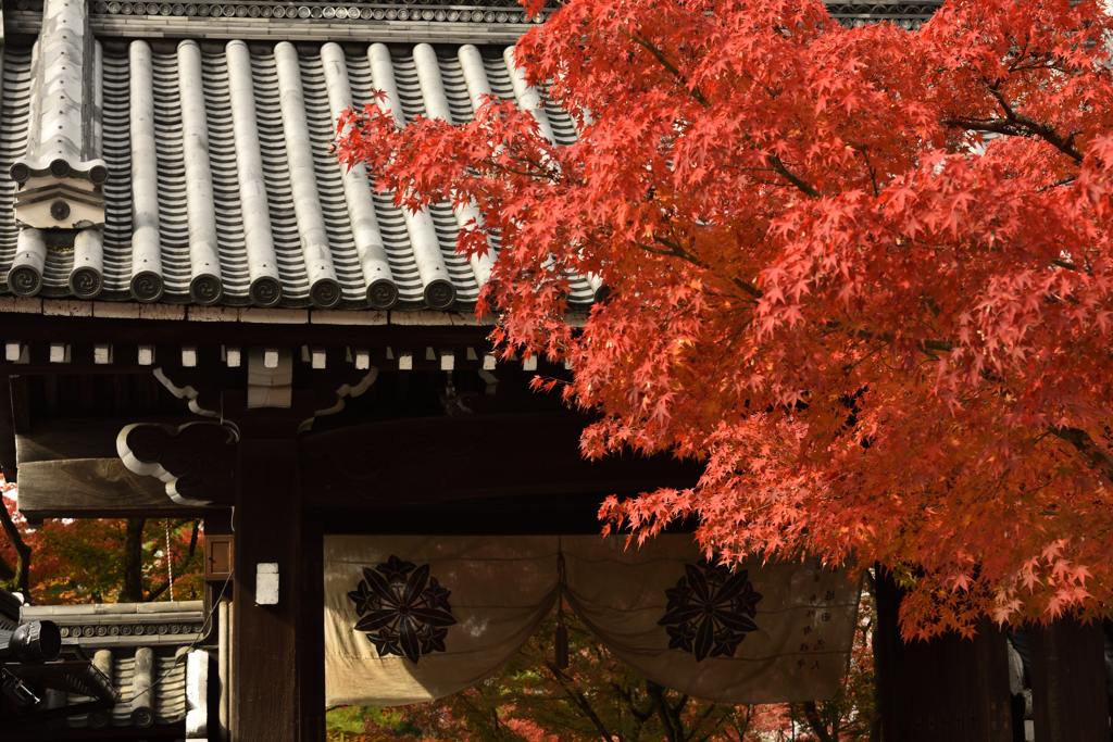 永観堂　紅葉