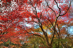 常寂光寺