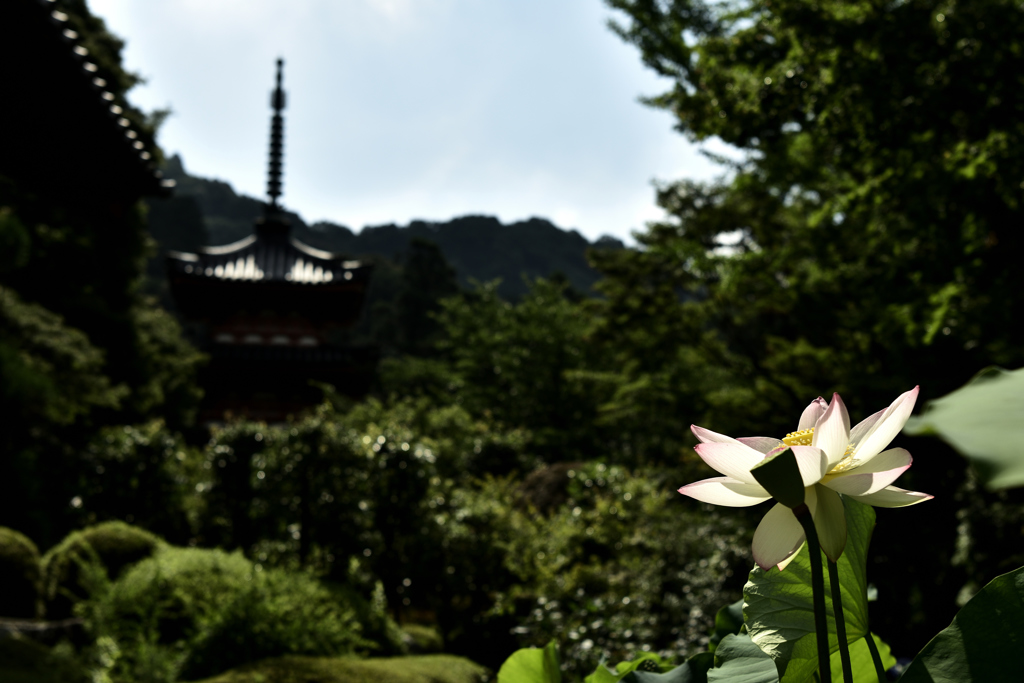三室戸寺　蓮　4