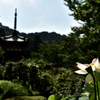 三室戸寺　蓮　4