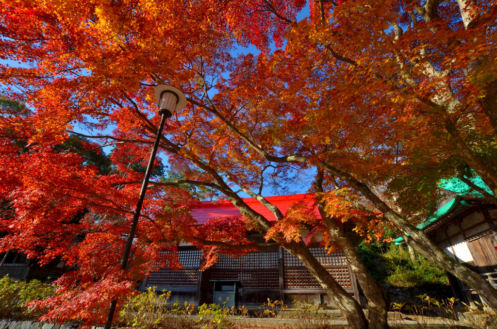 2016 勝尾寺　2