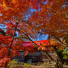 2016 勝尾寺　2