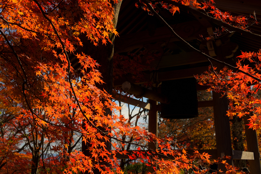 常寂光寺　紅葉