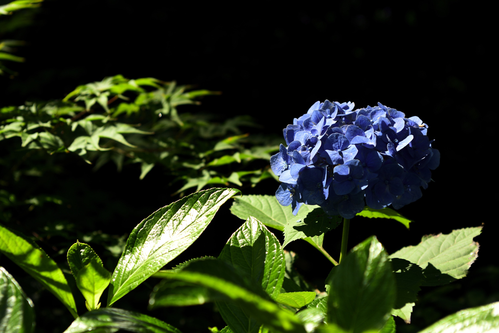 三室戸寺　あじさい　1