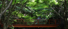 三千院　滝の見える橋