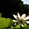 三室戸寺　蓮　1