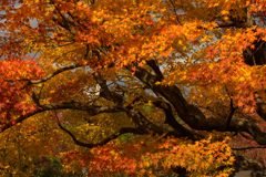 宝厳院　紅葉