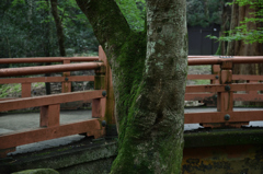 奈良公園　茶屋から