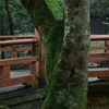 奈良公園　茶屋から