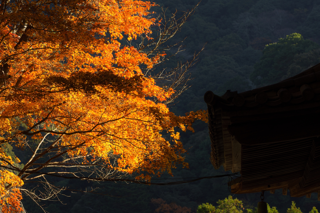 長谷寺　紅葉 2