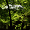 地蔵院　新緑　3