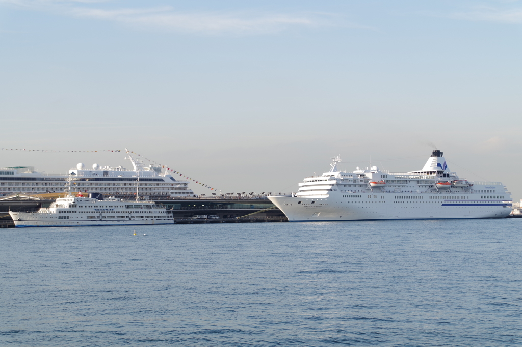 Royal Wing & Pacific Venus