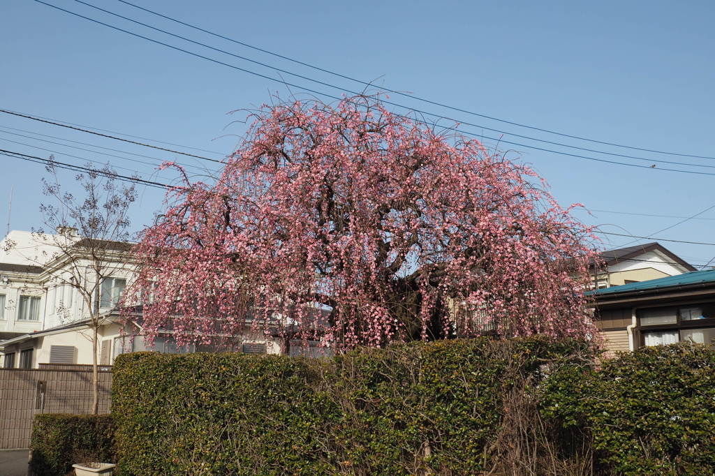 枝垂れ梅