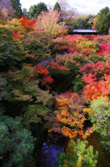 紅葉３