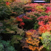 紅葉３