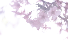 桜花