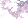 桜花