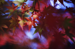 紅葉２