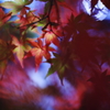 紅葉２