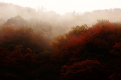 霞む紅葉