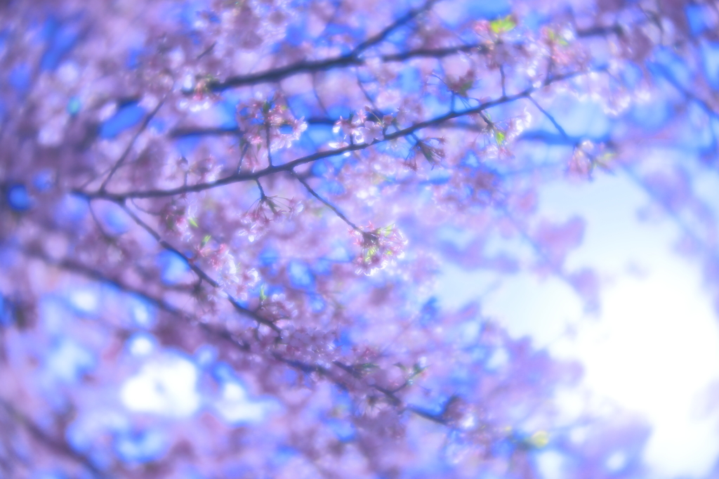 桜花４