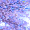桜花４