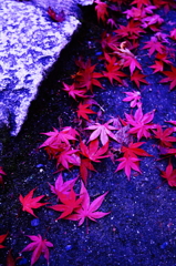 紅葉４