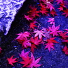 紅葉４