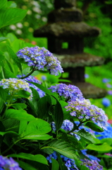 紫陽花