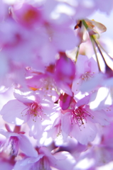 桜花３