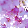桜花３