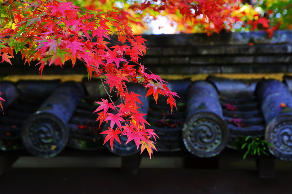 紅葉