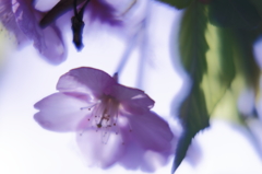 桜花２